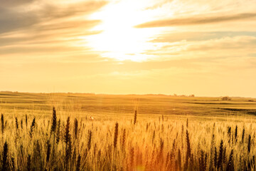Wall Mural - a field of tall grass with the sun shining brightly in the background