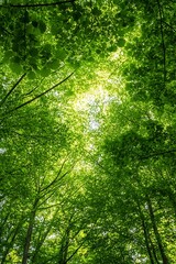Poster - Lush Green Forest Canopy Illuminated by Sunlight Creating Enchanting Natural Ambiance : Generative AI