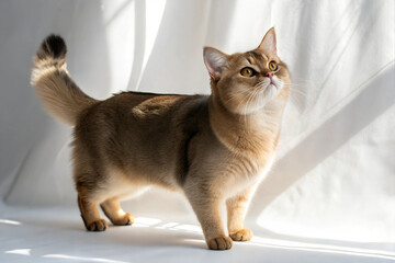 Adult cute munchkin cat standing in front of white background in sunlight. Studio photo. 