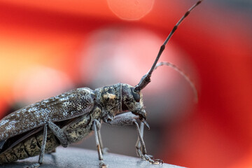 Pine sawyer beetle closeup