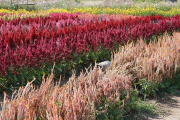 Wall Mural - field of flowers