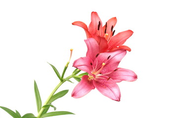 Wall Mural - Beautiful Red Lilly blooming flower isolated on whit background