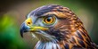 © Arnada - Close-Up Portrait of a Majestic Hawk - Wild Bird Photography