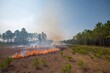 © Elena - A controlled fire engages in a prescribed burn to manage vegetation in a forest area, with smoke drifting upward beneath a clear sky
