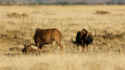 Wall Mural - black wildebeest (connochaetes gnou) in open grassland, mountain zebra national park, south africa