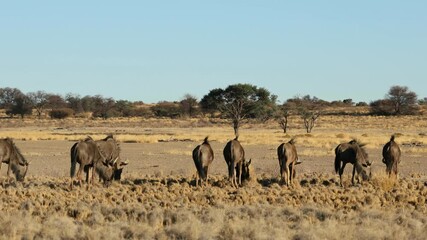 Wall Mural - herd of blue wildebeest (connochaetes taurinus) grazing in natural habitat, kalahari desert, south a