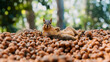 © Vivid Pixels - Lazy greedy squirrel sitting atop his mound of hoarded acorns, saving for the winter