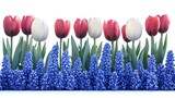 Red, white, and blue tulips and grape hyacinths border.