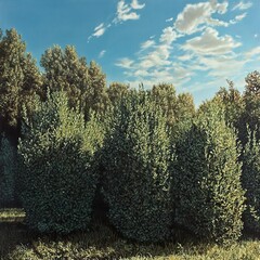 Poster - Summer Landscape: Lush Greenery under a Blue Sky