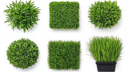 Wall Mural - a photostock of lush green grass bushes arranged in different shapes, isolated on a clean white back