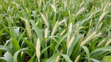 Wall Mural - Close-up image of lush wheat plants standing tall against a vibrant green background, showcasing the essence of growth and nature, food, close-up