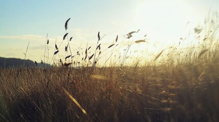 Wall Mural - Golden Sunset Landscape: Serene Grass Field at Dusk