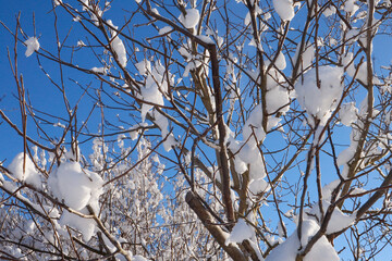 Wall Mural - Snowy branches and blue sky on a winter day