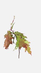 Wall Mural - Time lapse of drying Acer leaves