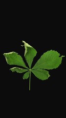 Wall Mural - Time lapse of drying Chestnut tree leaf, vertical orientation
