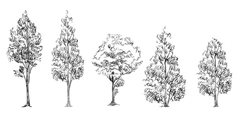 Hand drawing trees set vector illustration