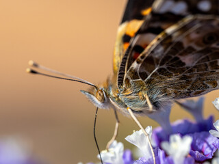 Wall Mural - Schmetterling