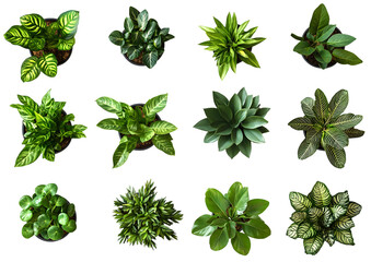 Wall Mural - Collection of different houseplants, top view, for design or decoration, isolated on a transparent background. (PNG, cutout, or clipping path.)