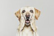 © Fotograf - A photo of a dog looking surprised