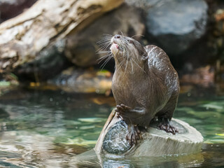 Otter