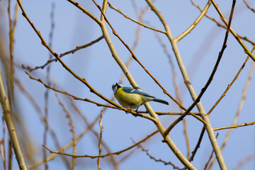 Wall Mural - (Cyanistes caeruleus), on the branches of a tree on a sunny winter day