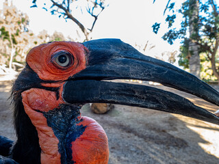 Hornvogel