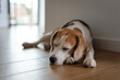 © GarkushaArt - Relaxed dog day dreaming. Beagle dog lying on the floor and sleeping