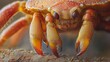 © Khaisan - Extreme close up view of a small red crab with big eyes and hairy legs resting on the ground