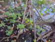 © Muhammad - mangrove roots on the seashore with plastic waste scattered around