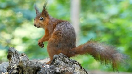 Wall Mural - squirrel in the park