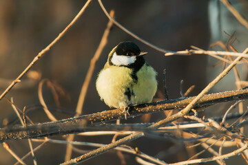 Wall Mural - great tit on branch