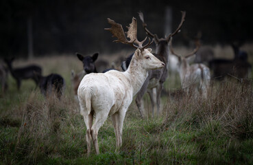 white deer at the front of the herd
