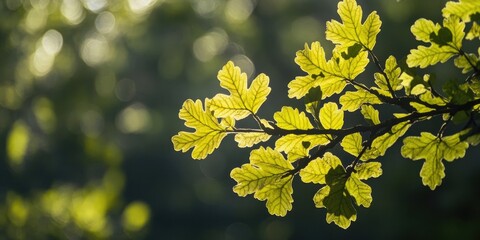 Wall Mural - Backlit green oak leaves with vibrant details against a blurred forest background creating a natural and serene atmosphere.