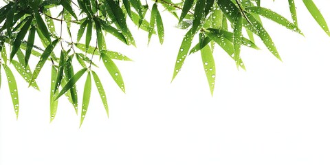 Wall Mural - Bamboo tree branches with lush green leaves and water droplets, positioned at the top left against a bright white background, ample copy space.