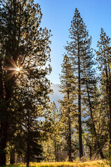 Wall Mural - a forest with trees in the foreground and a mountain in the background