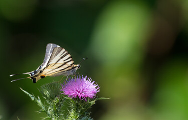 Wall Mural - Swallow Tail Butterfly 