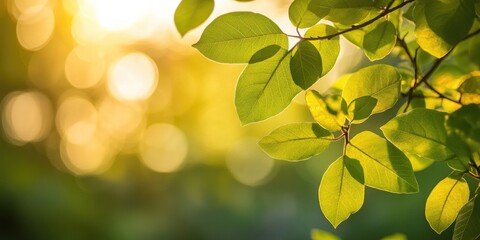 Sticker - Vibrant green leaves illuminated by warm golden evening sunlight captured in a soft bokeh background with a serene natural ambiance