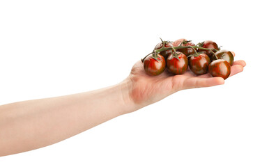 Wall Mural - kumato cherry tomato branch in hand path isolated on white