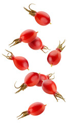 Wall Mural - falling rose hip isolated on white background, full depth of field