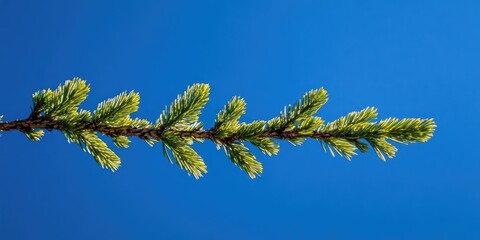 Poster - Green spruce branch extending horizontally against a clear blue sky with vibrant hues showcasing nature's beauty and tranquility.