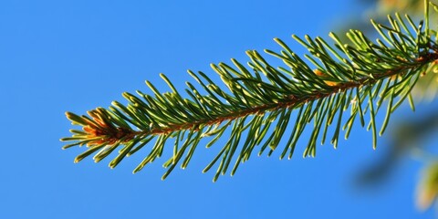 Sticker - Close-up of a green fir branch stretching horizontally against a clear blue sky showcasing vibrant needle details and natural freshness.