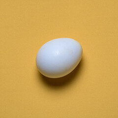 white egg on yellow background