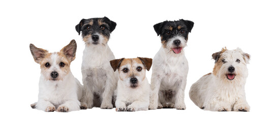 Sticker - Row of 5 Jack Russel dogs in different ages and colors. Sitting and laying side by side. All looking towards camera. Isolated cutout on a transparent background.