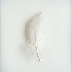 Aufkleber - Delicate white feather displaying soft textures on a smooth surface in natural light