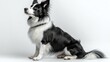 © Kaizenart - A black and white dog sitting gracefully against a plain background, showcasing its fluffy fur and alert expression