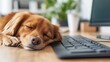 © Vertigo Images - Sweet dreams! This adorable golden dog is taking a nap on a desk near a keyboard.