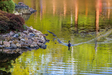 Wall Mural - Duck and amazing reflections in water in Japanese garden in Wroclaw