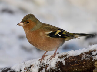 Eurasian chaffinch (Fringilla coelebs)