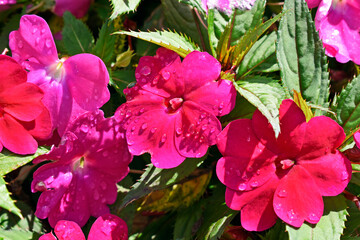 Wall Mural - New Guinea Impatiens flowers on garden