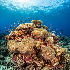 Sea flowers on the reef